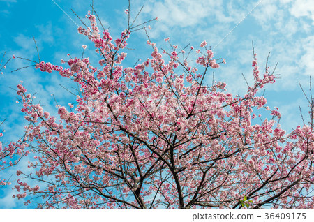 櫻花 36409175