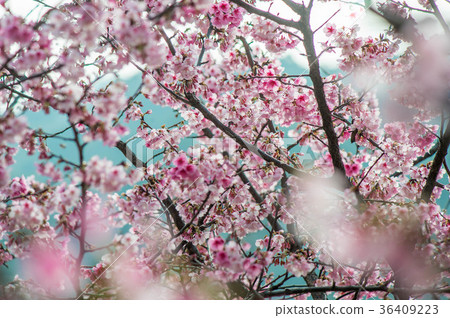 櫻花 36409223