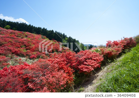 Azalea of Katsuragiyama Azalea of Katsuragiyama 36409408