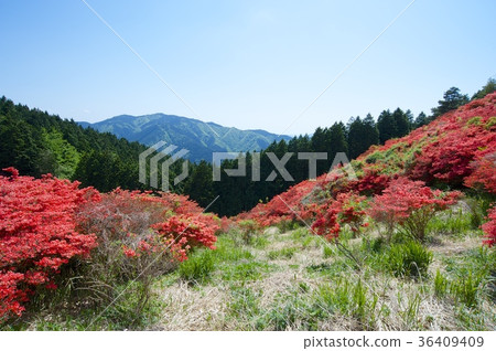 Azalea of Katsuragiyama Azalea of Katsuragiyama 36409409