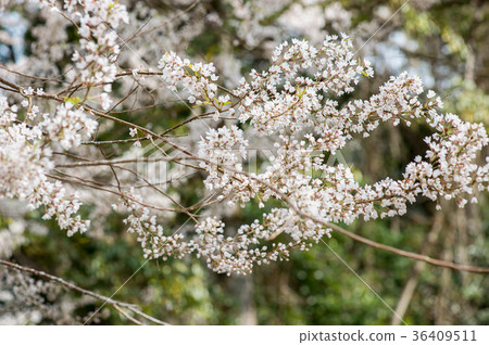 櫻花 櫻花 36409511