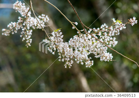 櫻花 櫻花 36409513