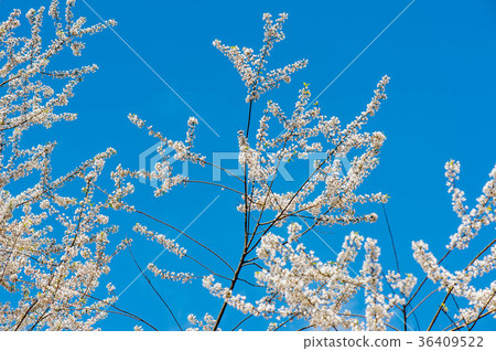 櫻花 櫻花 36409522