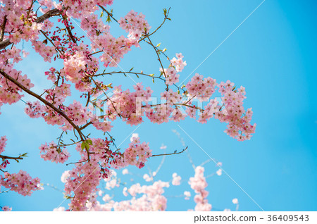 Cherry blossoms  36409543