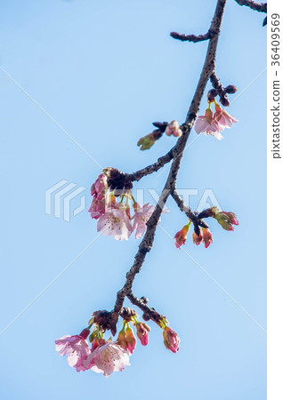 Cherry blossoms Cherry blossoms 36409569