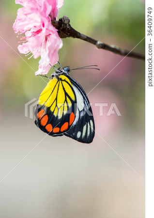 花與蝴蝶 36409749
