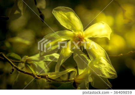 White magniolia blooming . Magnolia kobus 36409859
