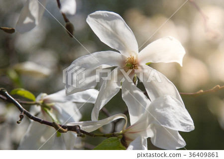 White magniolia blooming . Magnolia kobus 36409861