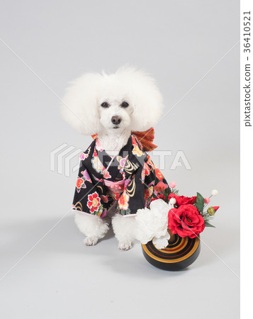 toy poodle clothes