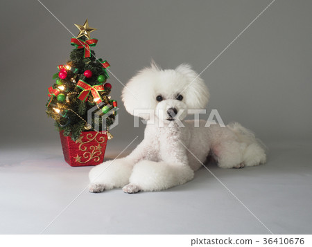 Facedown toy poodle and Christmas tree Facedown toy poodle and Christmas tree 36410676