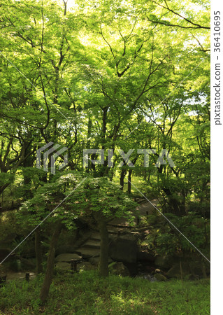 城市風景（東京，北野丸公園，新鮮綠） 36410695