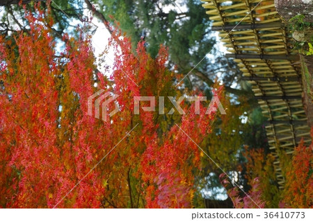 Takegaki and autumn leaves 36410773
