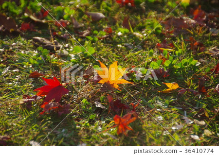 Fall leaves of autumn leaves that shine in the setting sun 36410774