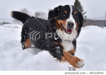 伯恩山犬 36410940