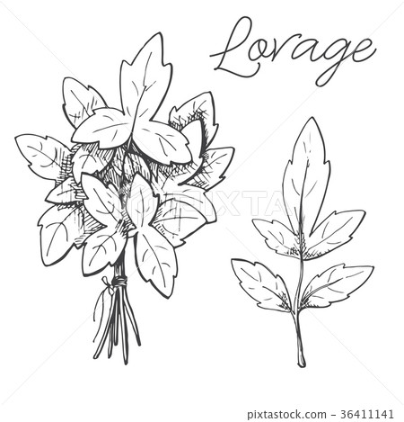 Hand drawn lovage isolated on white background. 36411141