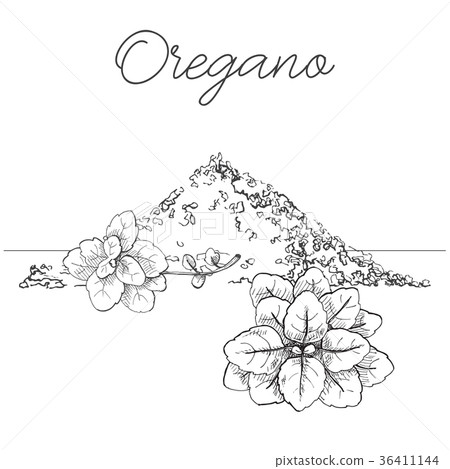 Hand drawn bunch of oregano. 36411144