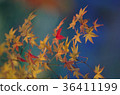Autumn leaves of Hosokawa Gyobu Mansion that has been lighted up 36411199