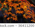 Autumn leaves of Hosokawa Gyobu Mansion that has been lighted up 36411200