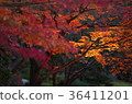 Autumn leaves of Hosokawa Gyobu Mansion that has been lighted up 36411201
