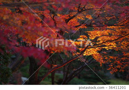 Autumn leaves of Hosokawa Gyobu Mansion that has been lighted up 36411201