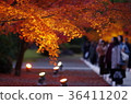 Autumn leaves of Hosokawa Gyobu Mansion that has been lighted up 36411202