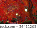 Autumn leaves of Hosokawa Gyobu Mansion that has been lighted up 36411203
