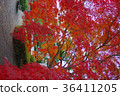 Autumn leaves of Hosokawa Gyobu Mansion that has been lighted up 36411205