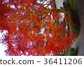 Autumn leaves of Hosokawa Gyobu Mansion that has been lighted up 36411206