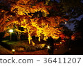 Autumn leaves of Hosokawa Gyobu Mansion that has been lighted up 36411207