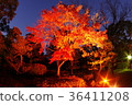 Autumn leaves of Hosokawa Gyobu Mansion that has been lighted up 36411208