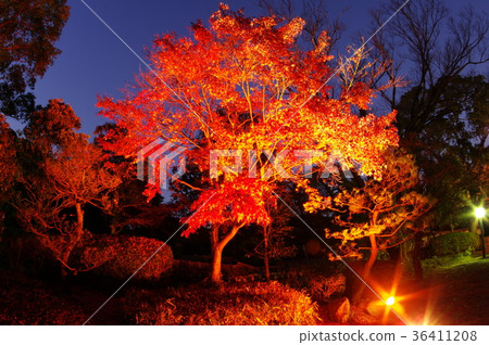 Autumn leaves of Hosokawa Gyobu Mansion that has been lighted up 36411208