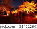 Autumn leaves of Kumamoto Castle Hosokawa sentenced part lighted up 36411290