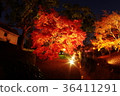 Autumn leaves of Kumamoto Castle Hosokawa sentenced part lighted up 36411291