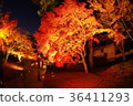 Autumn leaves of Kumamoto Castle Hosokawa sentenced part lighted up 36411293