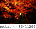 Autumn leaves of Kumamoto Castle Hosokawa sentenced part lighted up 36411294