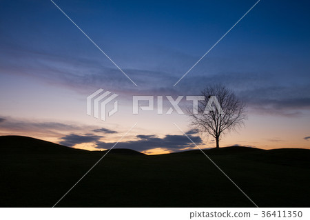 Lonely tree on the golf course Lonely tree on the golf course 36411350