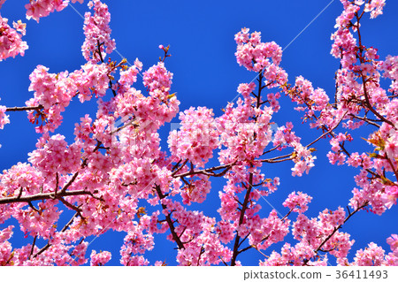 Blue sky and Kawazu cherry blossoms in full bloom 36411493