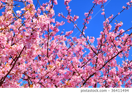 Blue sky and Kawazu cherry blossoms in full bloom 36411494