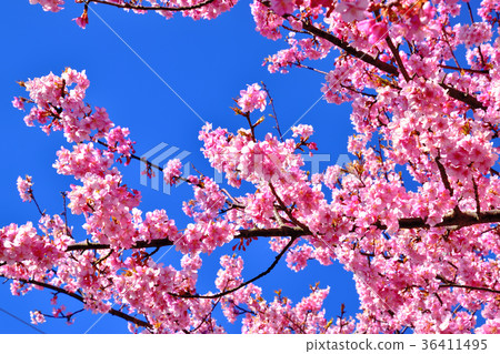 Blue sky and Kawazu cherry blossoms in full bloom Blue sky and Kawazu cherry blossoms in full bloom 36411495