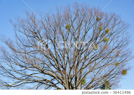 Winter dead tree background material 36411496