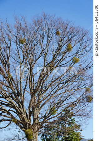 Winter dead tree background material 36411500