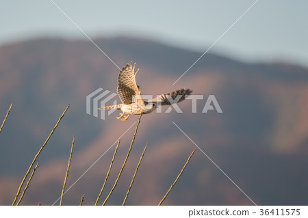 A small butterfly flying to the autumn leaves back A small butterfly flying to the autumn leaves back 36411575