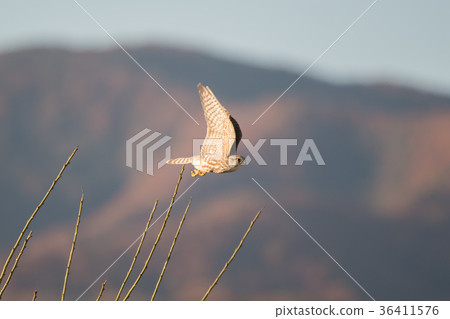The flight of a moth butterfly The flight of a moth butterfly 36411576