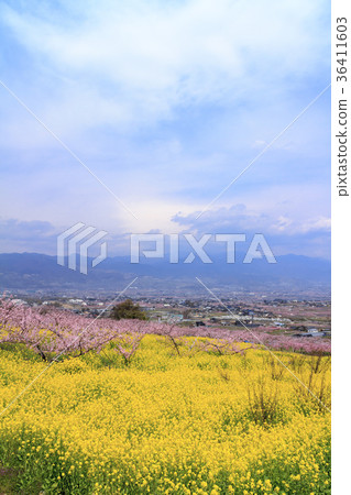 Rural scenery (Yamanashi prefecture, Fuefuki city, Tougengo, spring edition) Rural scenery (Yamanashi prefecture, Fuefuki city, Tougengo, spring edition) 36411603