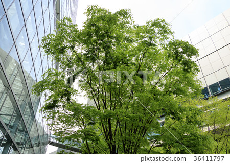 都市風景（東京，有樂町，新鮮綠） 36411797