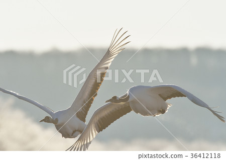 A crane flying against the background of ice (Hokkaido · Tsurui) 36412118