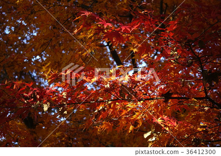 Omuro公園秋葉 Omuro公園秋葉 36412300