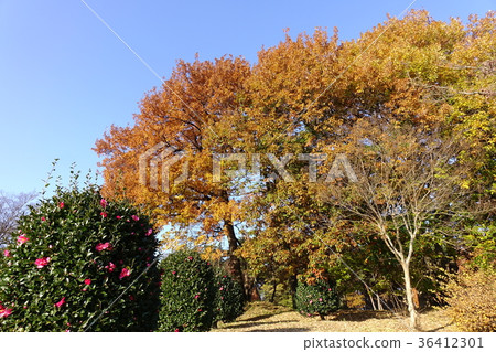 Omuro公園秋葉 36412301