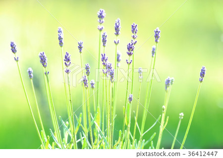 薰衣草在初夏開花 36412447
