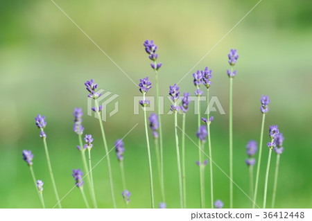 薰衣草在初夏開花 36412448